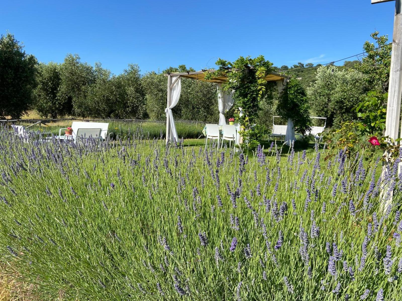 Tenuta Le Mandorlaie, Agriturismo In Scansano Exterior foto